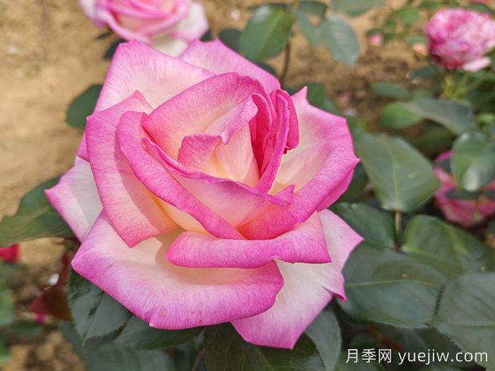 月季和玫瑰是一種花嗎？(圖1)