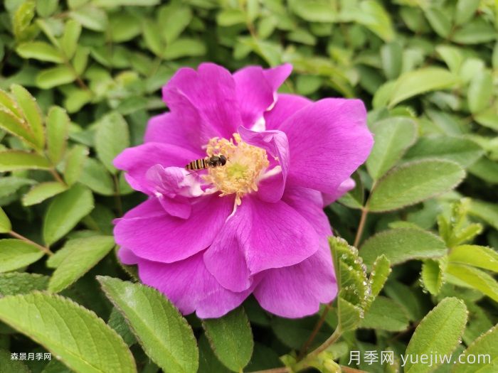 月季和玫瑰是一種花嗎？(圖2)