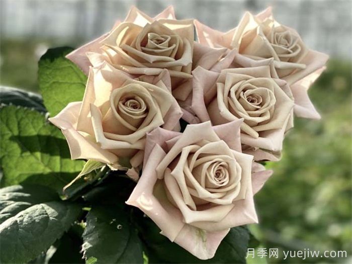 曼塔月季的優(yōu)缺點(diǎn)是什么？(圖1)