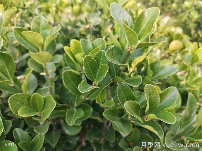 大葉黃楊和小葉黃楊有什么區(qū)別？(圖1)