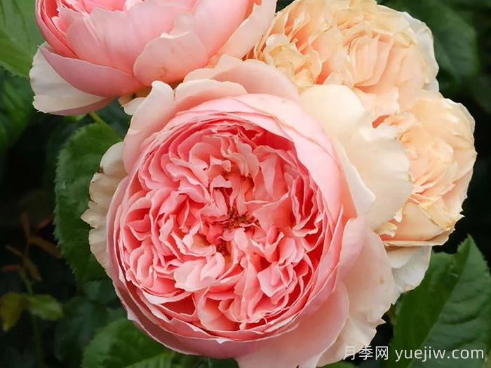推薦10種不怕熱的月季，夏天隨便養(yǎng)，花開不停(圖3)