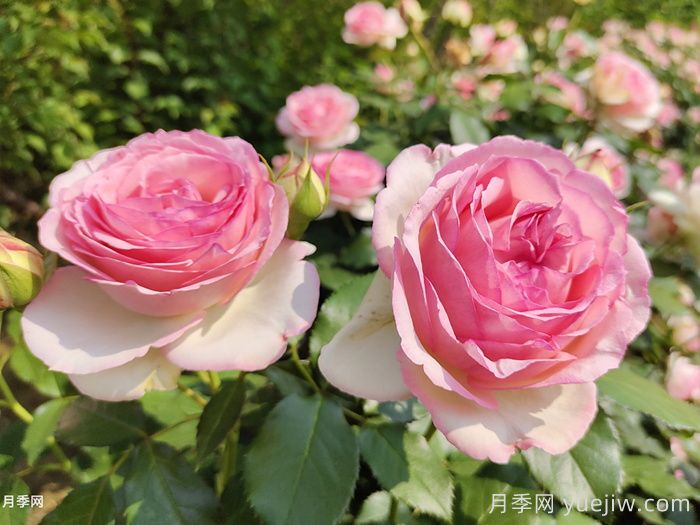 月季花有什么顏色？10大色系(圖2)