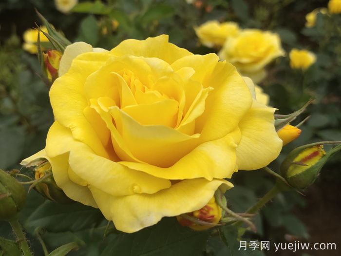 月季花有什么顏色？10大色系(圖3)