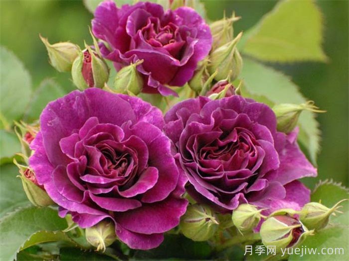 月季花有什么顏色？10大色系(圖4)