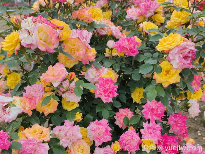 月季花有什么顏色？10大色系(圖5)