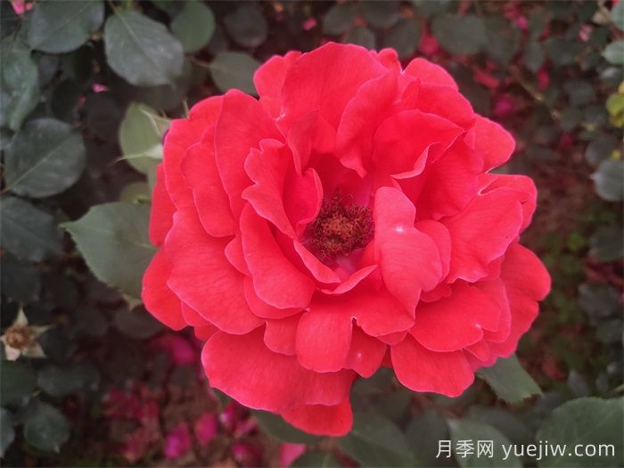 推薦八款6月***值得養(yǎng)的月季，特別耐曬，花大色艷(圖2)