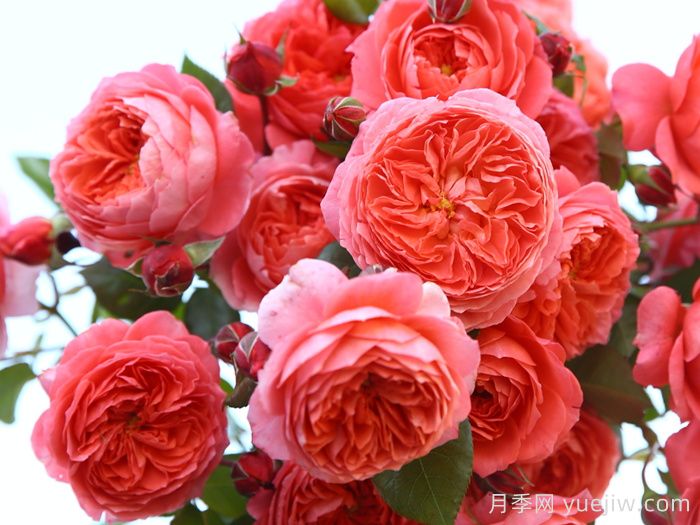 耐曬性強(qiáng)的6種月季，夏季高溫依然美(圖4)