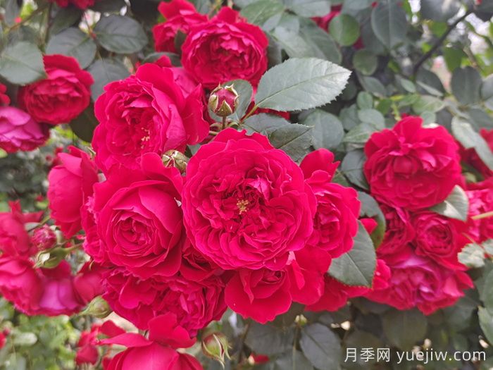 推薦10種不怕熱的月季，夏天隨便養(yǎng)，花開不停(圖1)