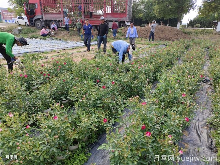 月季可以種在陰涼處嗎？(圖1)