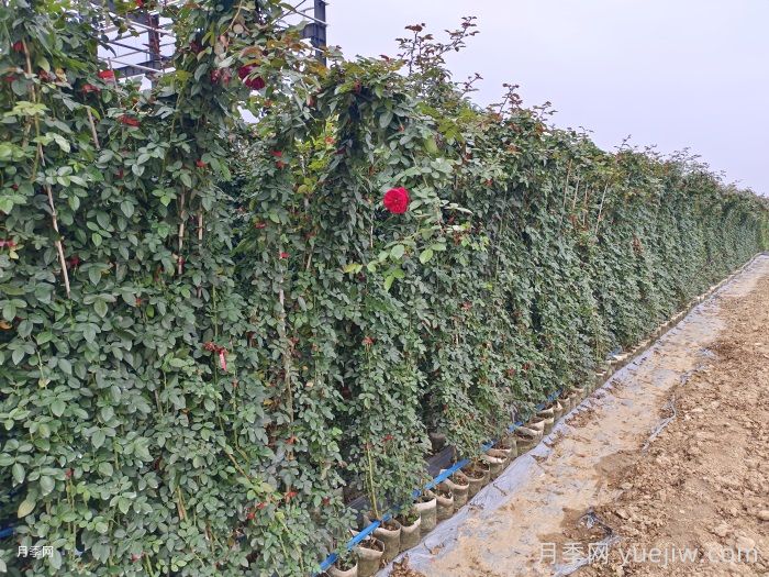 月季在背陰處如何開花？(圖1)