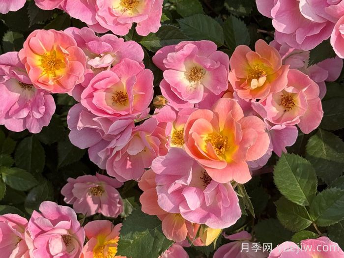 ?西子系列月季，天狼耐濕熱型低維護(hù)月季的培育路(圖1)