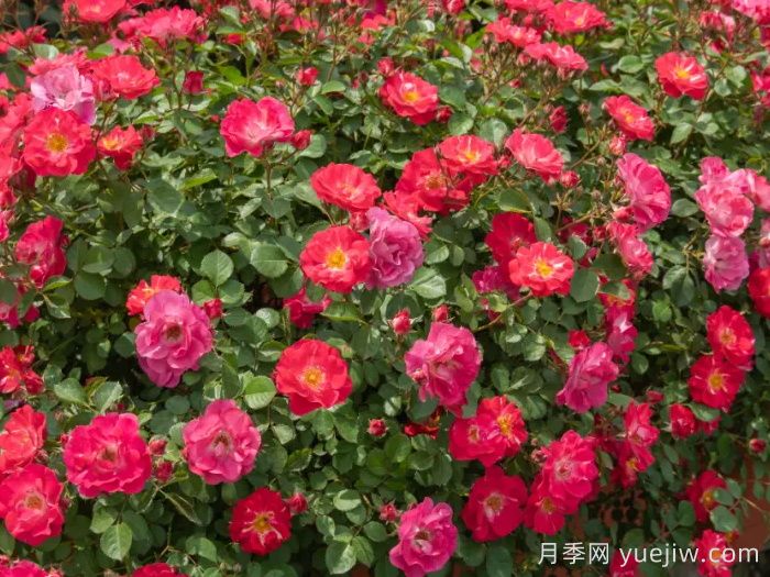 ?西子系列月季，天狼耐濕熱型低維護(hù)月季的培育路(圖5)