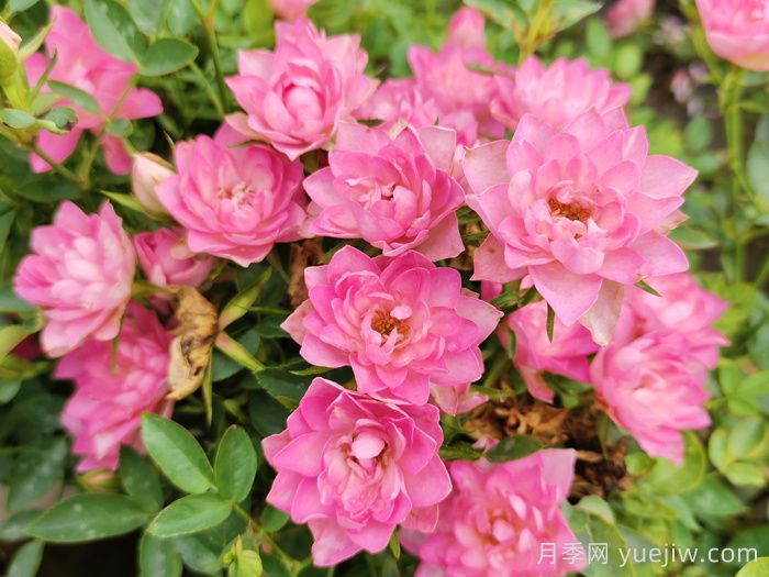 11種經(jīng)典微型月季花，顏值與實力兼具，陽臺黨***愛(圖1)