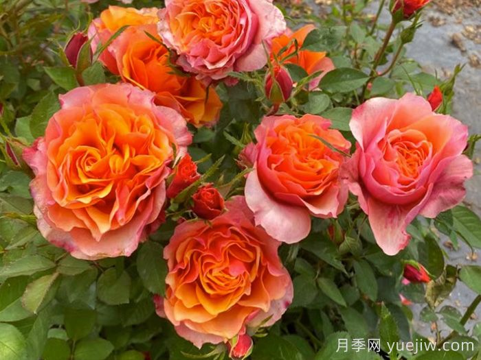 11種經(jīng)典微型月季花，顏值與實力兼具，陽臺黨***愛(圖4)