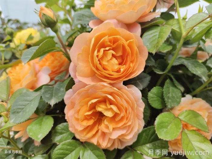 11種經(jīng)典微型月季花，顏值與實力兼具，陽臺黨***愛(圖6)