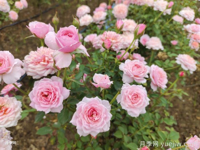 11種經(jīng)典微型月季花，顏值與實力兼具，陽臺黨***愛(圖5)