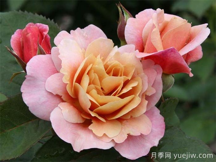 推薦8款復(fù)古柔色月季，色彩獨特，花型優(yōu)雅(圖1)