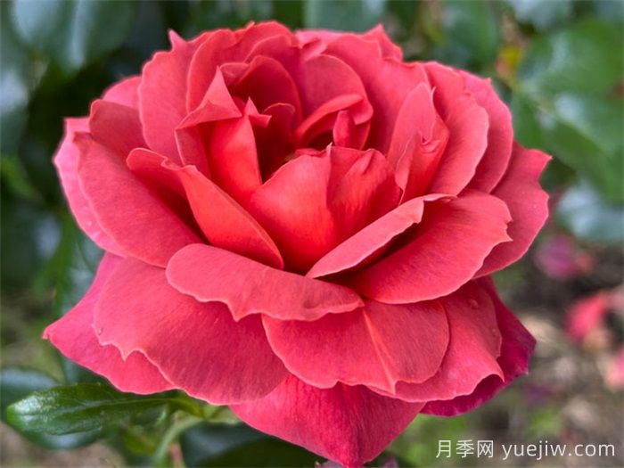推薦8款復(fù)古柔色月季，色彩獨特，花型優(yōu)雅(圖3)