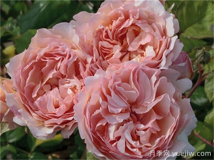 推薦8款復(fù)古柔色月季，色彩獨特，花型優(yōu)雅(圖6)