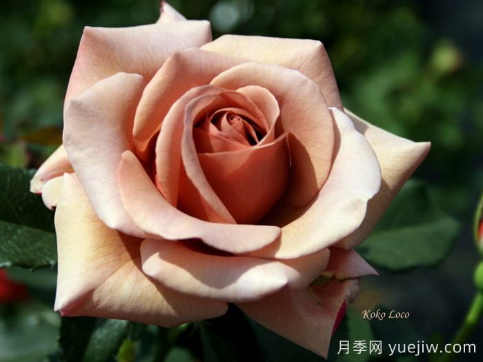 推薦8款復(fù)古柔色月季，色彩獨特，花型優(yōu)雅(圖2)