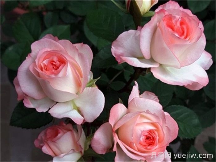 月季介紹，可愛(ài)多月季(圖1)