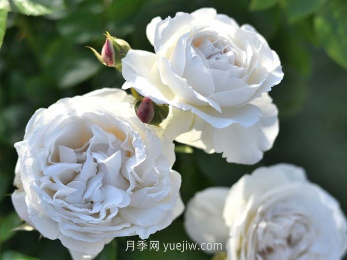 巴普洛娃月季介紹和優(yōu)缺點(diǎn)(圖1)