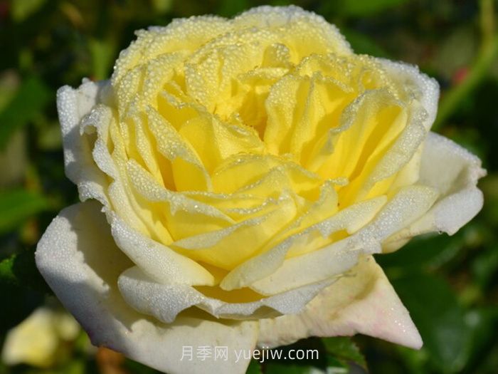 ?檸檬雪酪月季介紹和優(yōu)缺點(diǎn)(圖1)