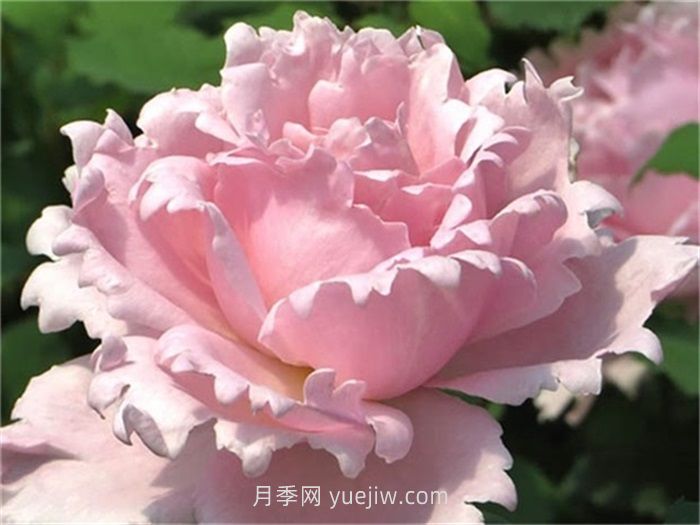 索菲羅莎月季介紹和優(yōu)缺點(diǎn)(圖1)