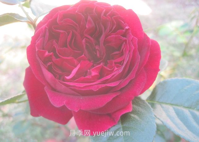 自由精靈月季介紹和優(yōu)缺點(diǎn)(圖1)