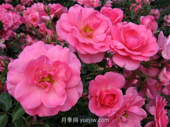 米拉托月季的介紹和優(yōu)缺點(圖1)
