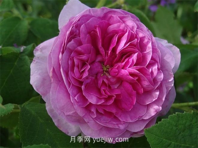珍妮杜瓦爾月季介紹和優(yōu)缺點(圖1)