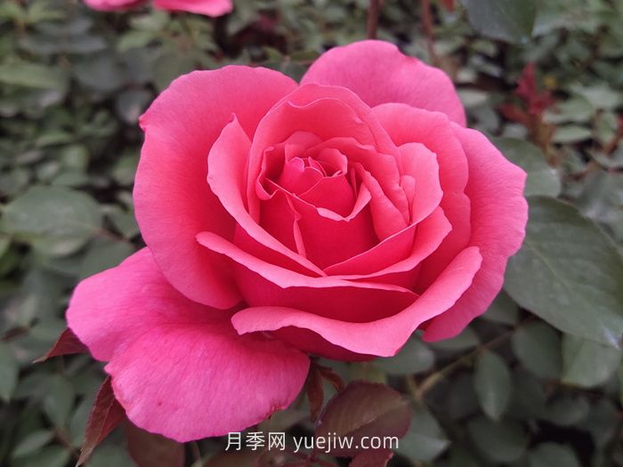 10個(gè)花徑超過15厘米的月季花品種(圖1)
