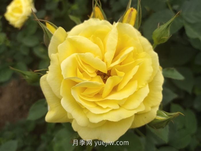 10個(gè)花徑超過15厘米的月季花品種(圖2)