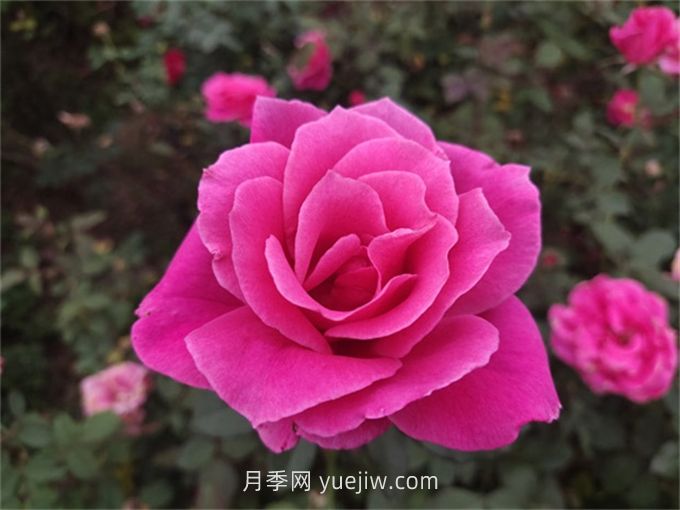 10個(gè)花徑超過15厘米的月季花品種(圖5)