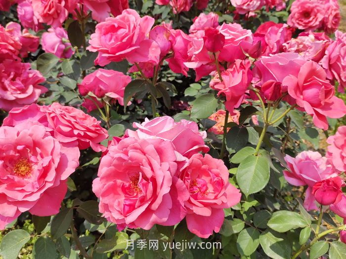 ***常見的粉色月季有什么品種？(圖1)