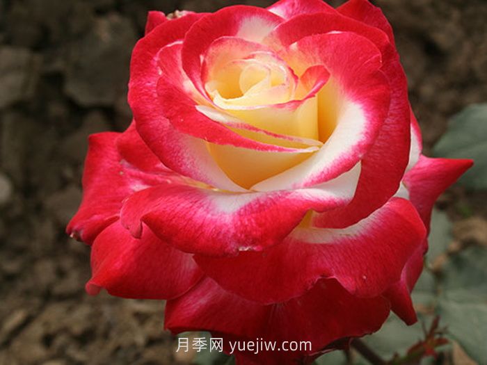 盤點11個強香的月季品種，個個打滿分(圖1)