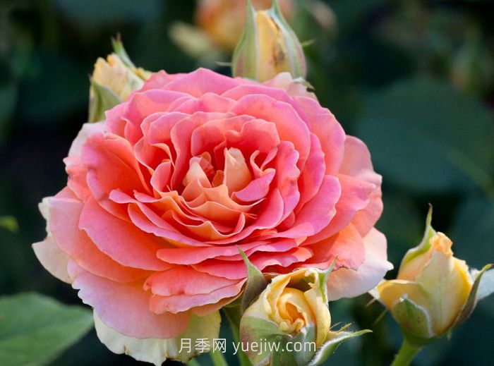 永遠(yuǎn)的艾帕索月季和銅管樂隊(duì)月季哪個(gè)更好？(圖2)