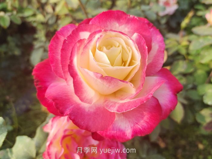 紅雙喜月季夏季耐熱耐曬嗎？(圖1)