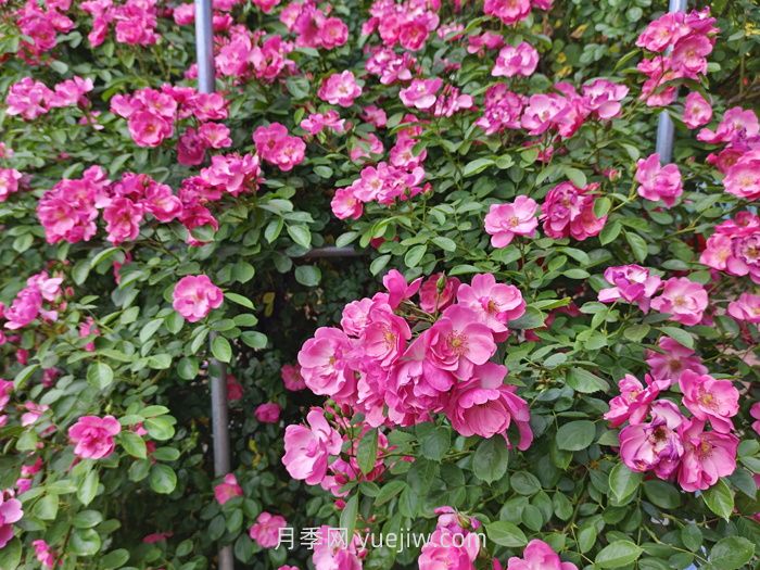 月季花長出新葉，卻會打卷，是什么問題？(圖1)
