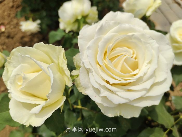 什么是切花月季？切花有哪些品種?(圖3)