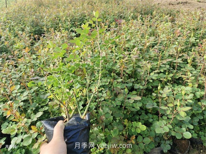月季小苗多久能長成大苗？(圖1)