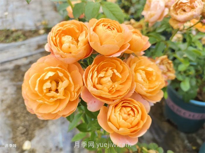 推薦8個夏季超級耐高溫的月季品種(圖3)
