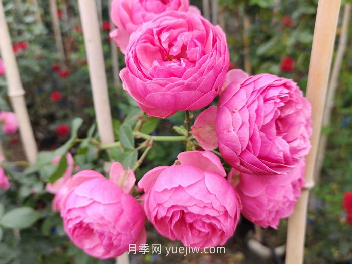 推薦8個夏季超級耐高溫的月季品種(圖4)