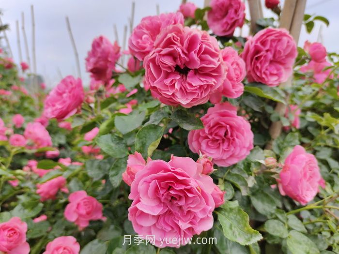 推薦適合陽(yáng)臺(tái)種植的藤本月季品種(圖3)
