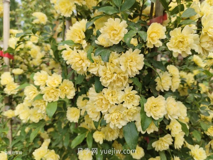 黃木香多久可以開(kāi)花？黃木香怎樣才能多開(kāi)花呢？(圖2)