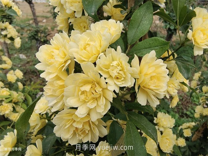 黃木香多久可以開(kāi)花？黃木香怎樣才能多開(kāi)花呢？(圖1)