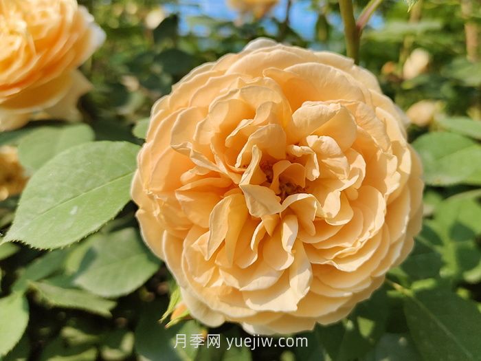 橙色月季哪個(gè)品種花大？(圖1)