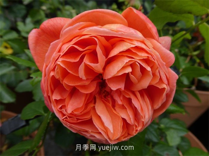 橙色月季哪個(gè)品種花大？(圖2)