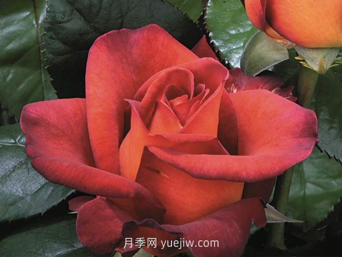 橙色月季哪個(gè)品種花大？(圖3)
