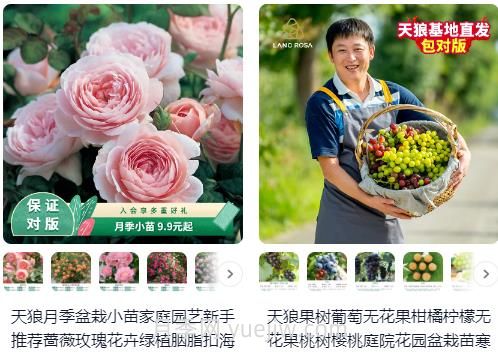  淘寶買月季，請推薦一些可靠的店鋪(圖1)